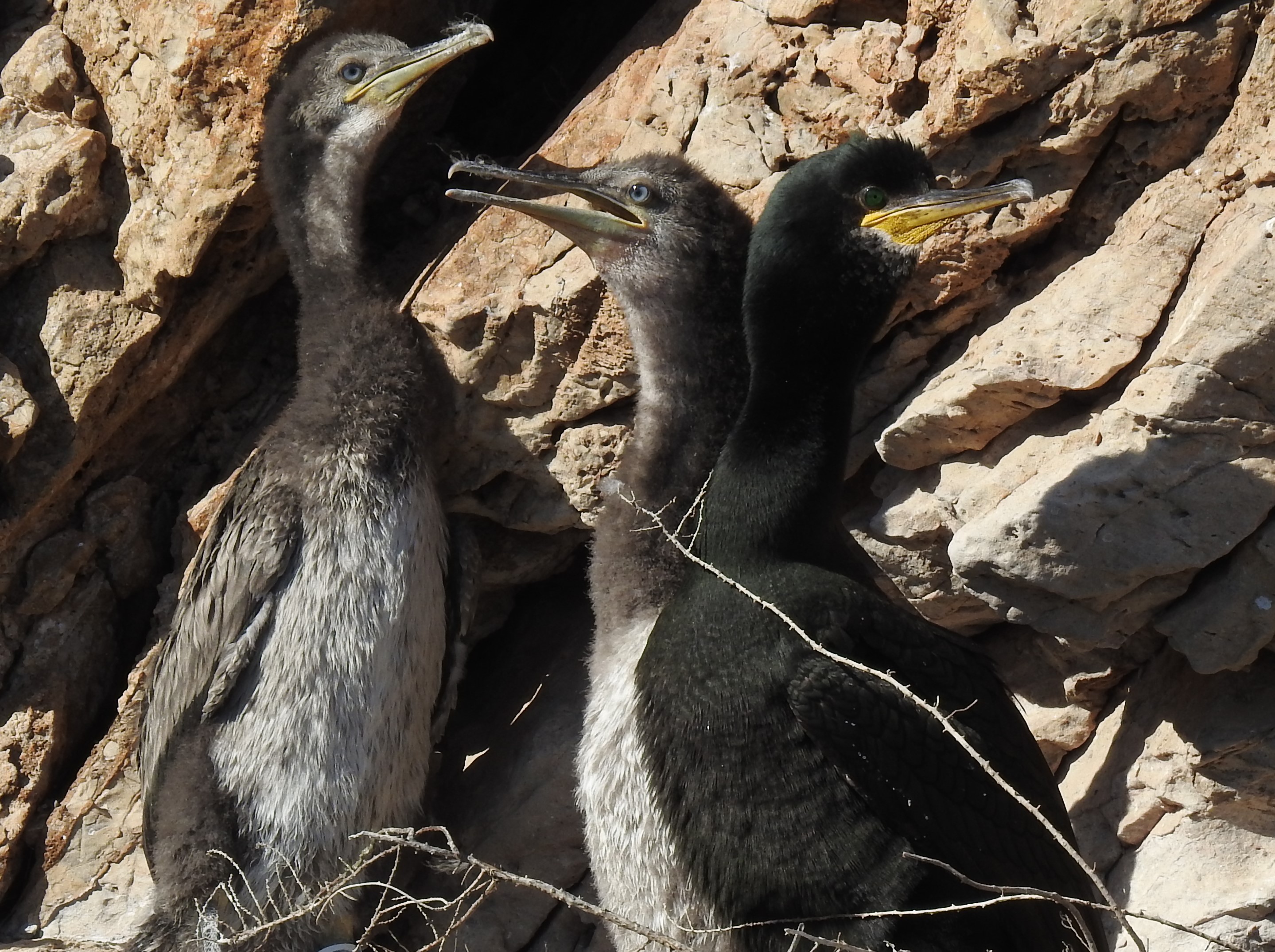 LA AUTORIDAD PORTUARIA DE CARTAGENA JUNTO AL GRUPO DE INVESTIGACIÓN ECOMED DE LA UMU SE UNEN PARA PRESERVAR LA BIODIVERSIDAD EN EL ENTORNO PORTUARIO