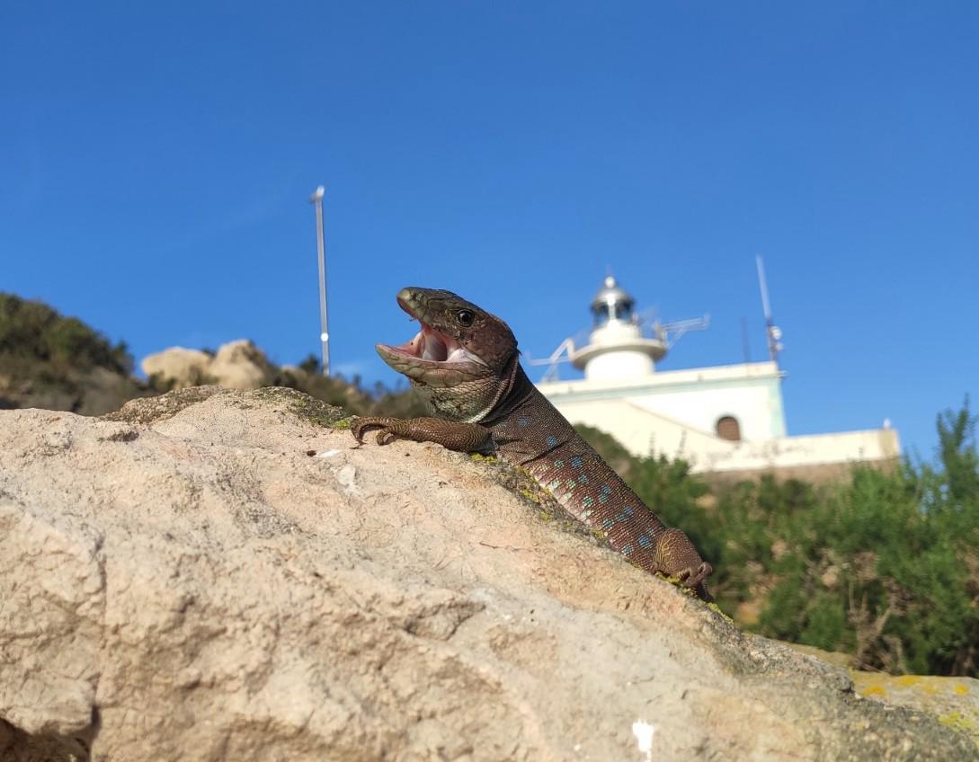 EL PUERTO DE CARTAGENA ALBERGA UNA ESPECIE ÚNICA EN EL MUNDO DE LAGARTO BÉTICO EN LA ISLA DE ESCOMBRERAS